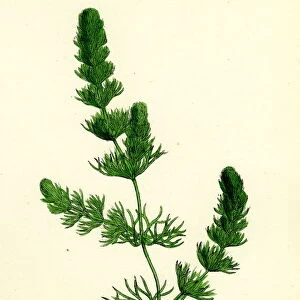 Ceratophyllum submersum, Unarmed Hornwort