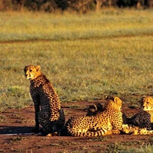 Cheetah. Moremi. Botswana. Africa