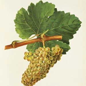 Chenin Blanc grape, illustration by J. Troncy