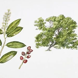 Cherry laurel (Prunus laurocerasus) plant with flower, leaf and drupe, illustration