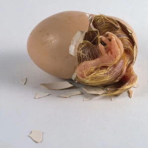 Chick emerging from egg