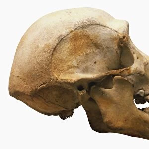 Chimpanzee skull, brain dome, eye sockets, deep flange, protruding jaw with large canines, side view