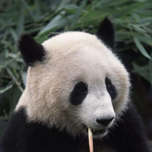 China, Sichuan, Chengdu, Wolong Nature Preserve, Breeding Research Center, Ailuropoda melanoleuca, young Giant Panda eating bamboo