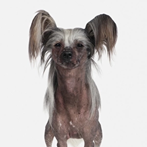 Chinese Crested dog, front view
