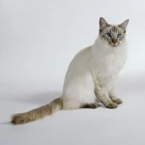 Chocolate Tabby Point Balinese cat with blue eyes