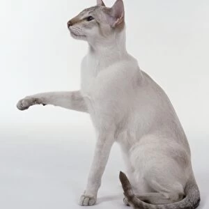 Chocolate Tabby Point Siamese cat with large ears and pale markings on legs, sitting