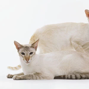 Chocolate tabby-point siamese cats, one sitting and one standing