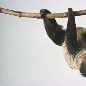 Choloepus didactylus, Two-toed sloth, hanging from branch, order Edentata is called Xenarthra now