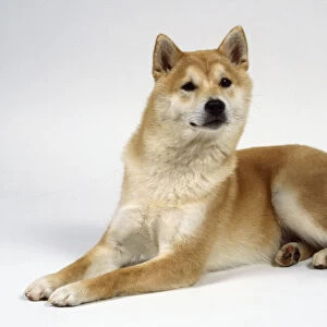 A cinnamon or ginger colored Shiba Inu dog lies on the floor, pricks up its ears, and gazes earnestly to the side