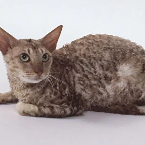 Cinnamon Silver Cornish Rex cat with flat skull and slender, muscular body, lying down