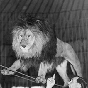 Circus. Lion on Thread