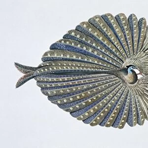 Close-up of an argus pheasant dancing with its wings
