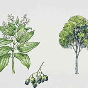 Close-up of cinnamon leaves with buds (Cinnamomum Verum)