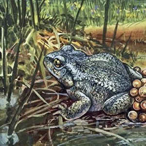Close-up of a Colorado River toad producing eggs (Bufo Alvarius)