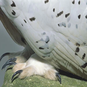 Close-up of the feet and claws of a Snowy Owl, standing on a moss-covered rock. Also visible is the lower part of the body plumage