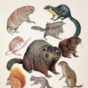 Close-up of a group of squirrel mammals
