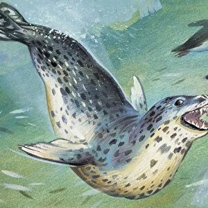 Close-up of a leopard Seal hunting a penguin (Hydrurga Leptonyx)
