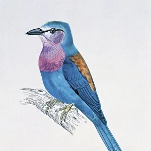 Close-up of a lilac-breasted roller perching (Coracias caudata)