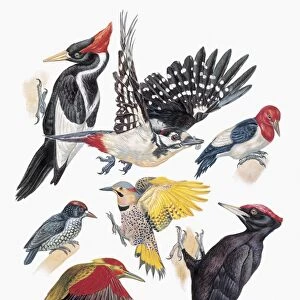 Close-up of piciformes and woodpeckers