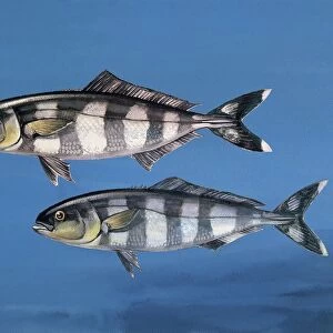 Close-up of two pilot fish underwater (Naucrates ductor)