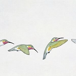 Close-up of four ruby-throated hummingbirds flying (Archilochus colubris)
