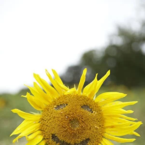 Close-up of sunflower plant with a smiley face imprinted on it