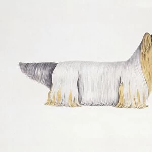 Clydesdale Terrier, illustration