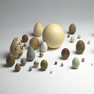 Collection of various large and small bird eggs
