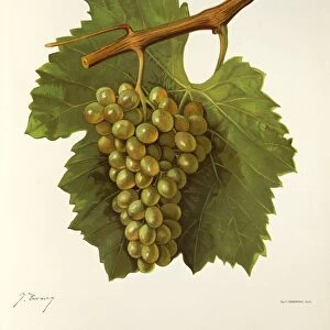 Colombard grape, illustration by J. Troncy