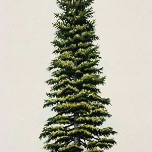 A Colorado Fir Tree