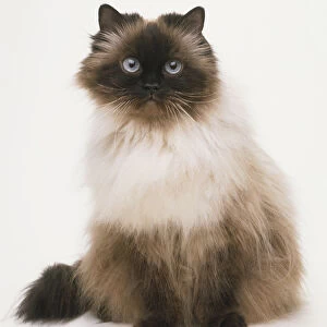 Colour Pointed Longhair Cat (Felis catus), front view
