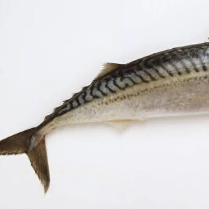 Common Atlantic Mackerel, Scomber scombrus specimen, fish
