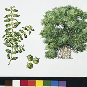 Common box (Buxus sempervirens), plant with leaves and flowers, illustration