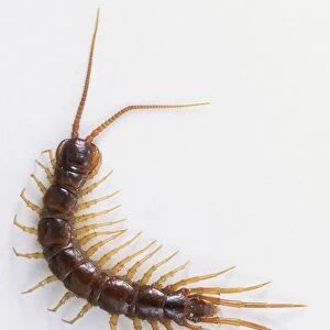 Common European Centipede (Lithobius forficatus), close up