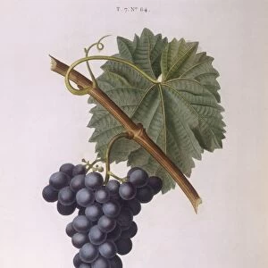 Common grape vine (Vitis vinifera), Henry Louis Duhamel du Monceau, botanical plate by Pancrace Bessa
