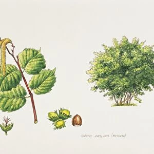 Common Hazel (Corylus avellana), plant with leaves and flowers, illustration
