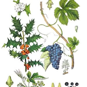 Common holly, Holly oder Ilex, Ilex aquifolium (top left), common grape vine, Vitis vinifera (top right), thicket creeper, false Virginia creeper, woodbine, Parthenocissus vitacea (bottem)