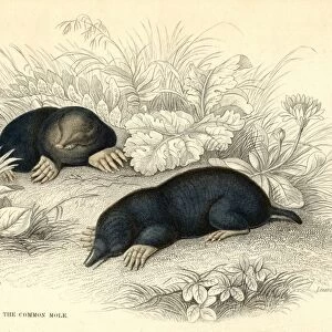 The Common Mole (Talpa europea), 1828. Small burrowing mammal with distribution