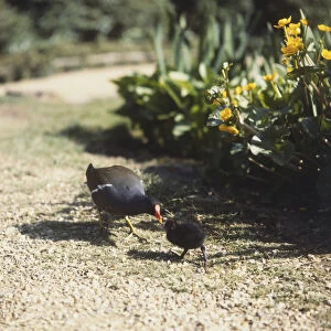 Common Moorhen (Gallinula chloropus) and Chick on gravel path in garden