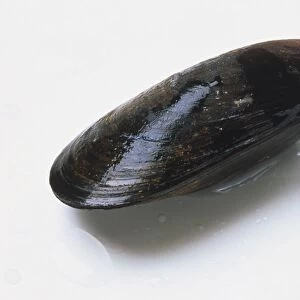 Common Mussel (Mytilus edulis), shell closed