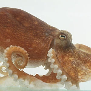 Common Octopus (Octopus vulgaris), side view