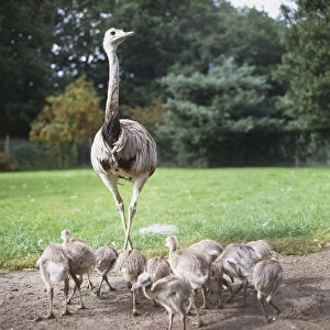 Common Rhea, Rhea americana, view of a male Great Rhea with several chicks at its feet