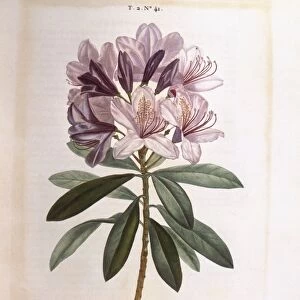 Common rhododendron (Rhododendron ponticum), Henry Louis Duhamel du Monceau, botanical plate by Pierre Joseph Redoute