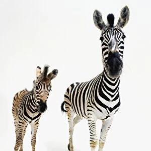 Two common zebras (Equus burchelli), six year old female and three month old foal, front view