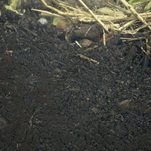 Compost mixture with red wiggler worm (Eisenia foetida)