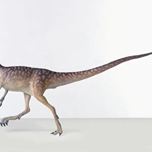 Compsognathus, model reconstruction of bipedal, carnivorous theropod dinosaur