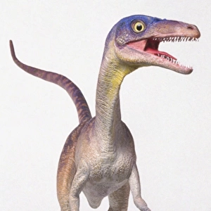 Compsognathus, front view with head turned to the side
