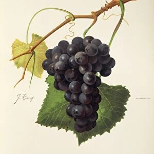 Concord grape, illustration by J. Troncy