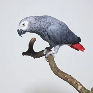 Congo African Grey Parrot (Psittacus erithacus erithacus) perching on branch, side view