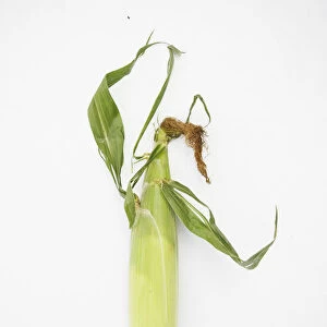 Corn cob in husk
